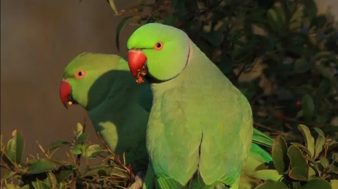 Γιατί αυξήθηκαν οι παπαγάλοι στα πάρκα της Αθήνας;