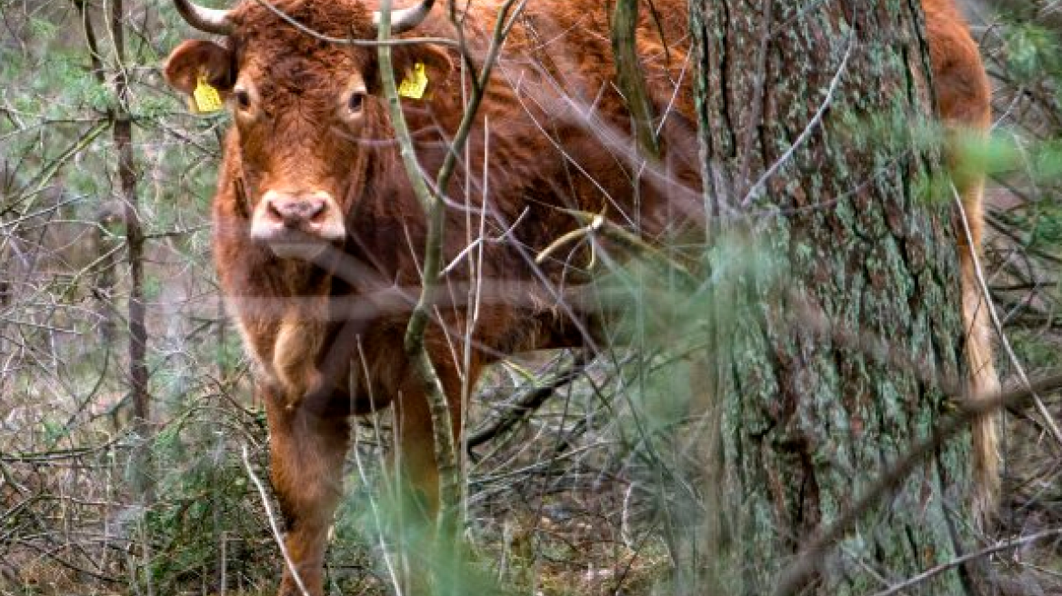Ολλανδία: Αγελάδα το 'σκασε στο δρόμο για το σφαγείο και έγινε ηρωίδα!