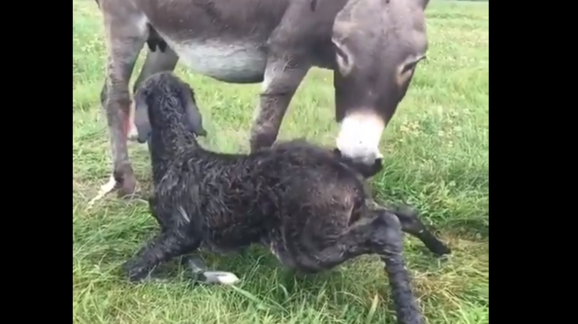 Βίντεο: Μικρό γαϊδουράκι προσπαθεί να κάνει τα πρώτα του βήματα