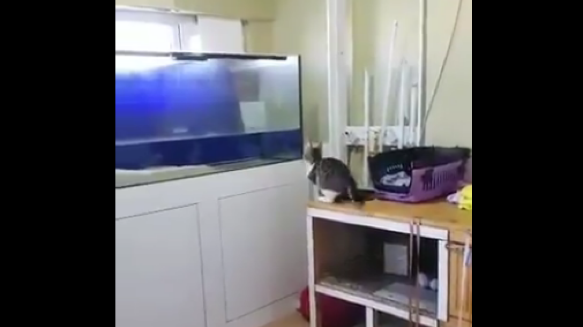 Επικό βίντεο: Γάτα «επιτίθεται» σε... άδειο ενυδρείο
