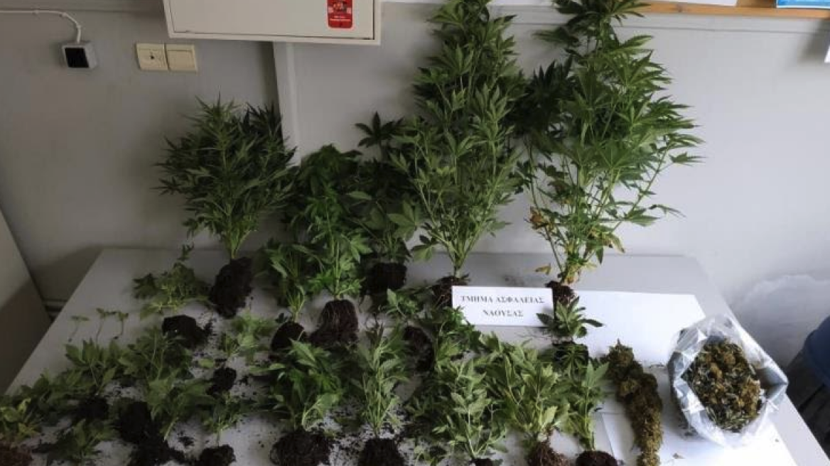 Σε δάσος της Ημαθίας καλλιεργούσε χασισόδεντρα