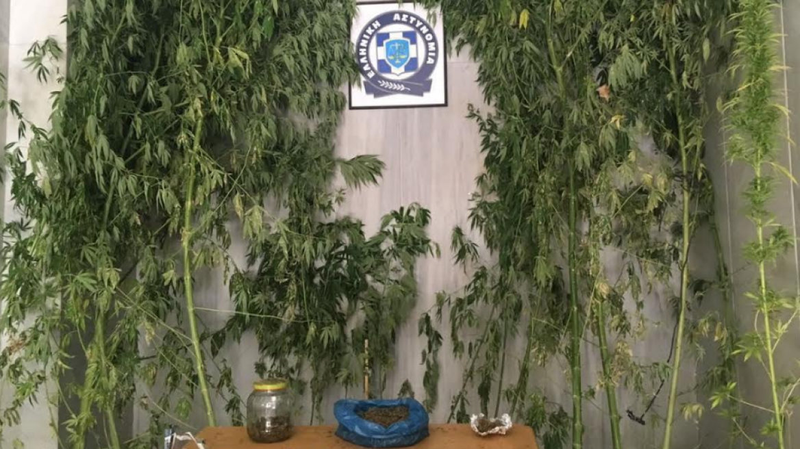 Γιγάντια χασισόδεντρα σε φυτεία στην Πέλλα