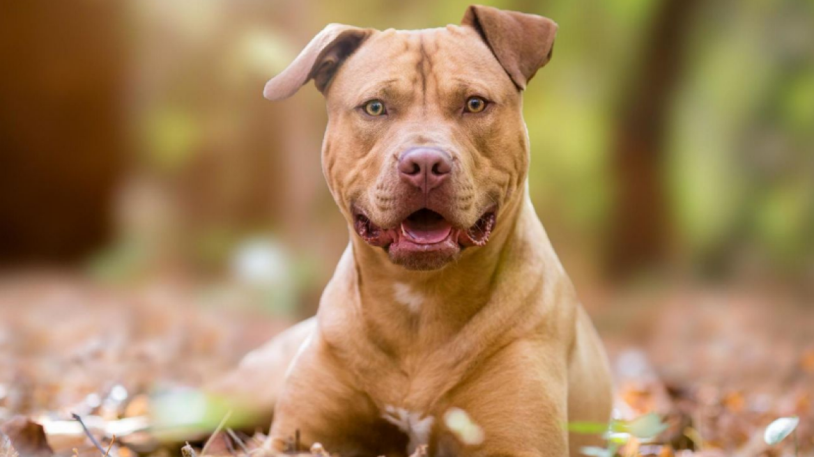 Κρήτη: Οδηγός ζήτησε τη βοήθεια της ΕΜΑΚ για να βγάλει αγριεμένο πιτ μπουλ από το αμάξι του!