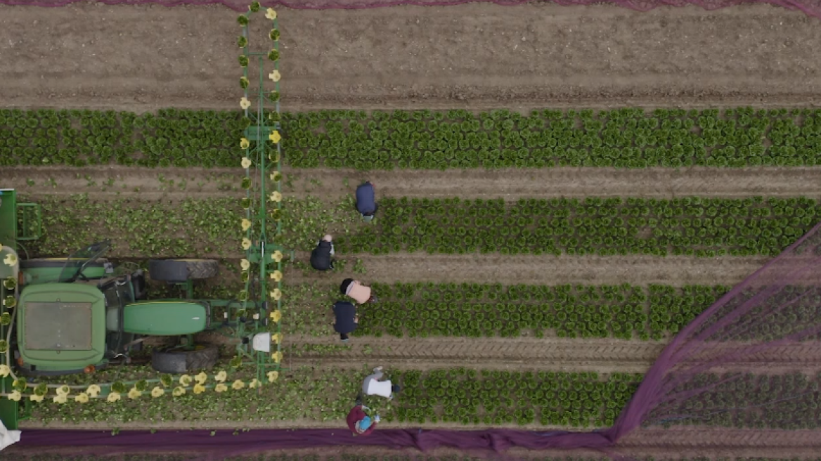 Επιχείρηση «back to the roots» για να σωθούν οι σοδειές – Σερβιτόροι & σεφ στα χωράφια