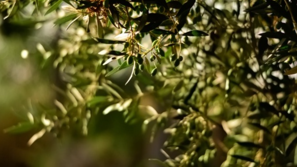 Μέτρα για τον κορωνοϊό: Έκτακτη προσωρινή στήριξη στους γεωργούς