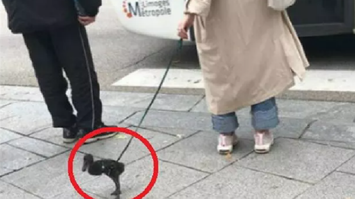  Αρχίσαμε: Γυναίκα έβγαλε βόλτα την πάπια της στο lockdown (pic & vid)