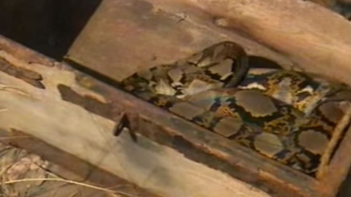  Στο ελληνικό Survivor είχαν σφάξει και είχαν φάει έναν πύθωνα