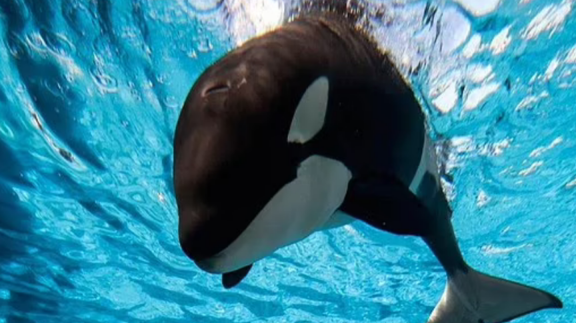 Σαν Ντιέγκο: Θλίψη για τον ξαφνικό θάνατο όρκας 