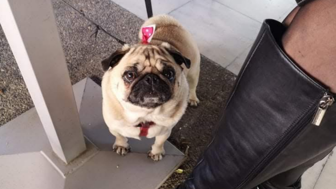 Χάθηκε σκυλάκι ράτσας Παγκ στην Καλλιθέα