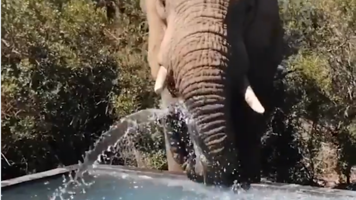 Απολαυστικό βίντεο: «Απρόσκλητοι» ελέφαντες παίζουν και πίνουν νερό σε πισίνα οικογένειας