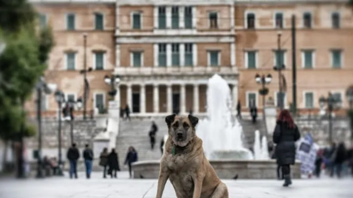 ΥΠΕΣ: Ομάδα εργασίας για αδειοδότηση εγκαταστάσεων αδέσποτων ζώων