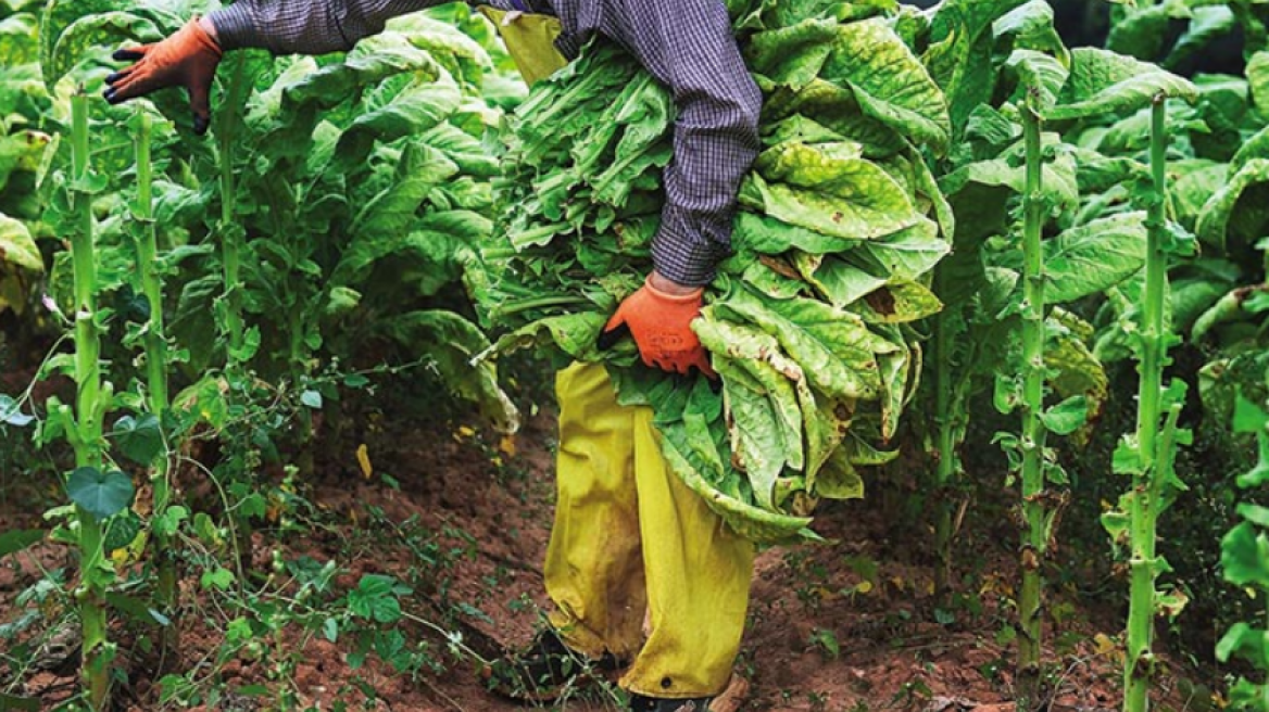 ΟΠΕΚΕΠΕ: Πληρώνει ενισχύσεις σε ελιές και καπνά Βιρτζίνια