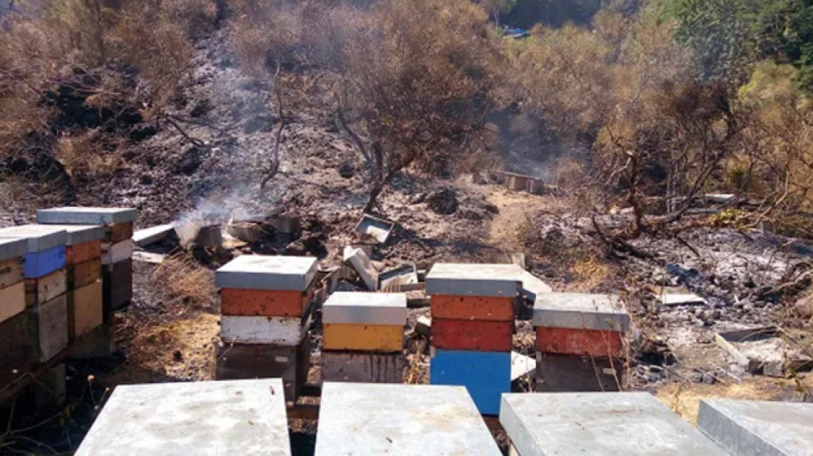 «Plan BEE»: Αποζημιώσεις για τα ανασφάλιστα μελίσσια που κάηκαν στις πυρκαγιές -  Τι σχεδιάζει το υπουργείο 