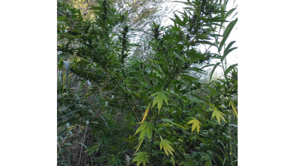 Καλλιεργούσε χασισόδεντρα δίπλα από το ποτάμι στην Αρχαία Ολυμπία