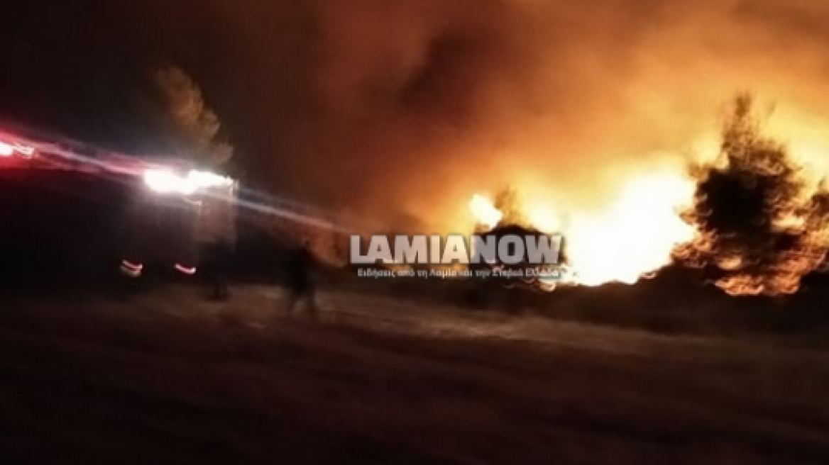 Μεγάλη φωτιά σε δάσος κοντά στο Μαρτίνο Φθιώτιδας 