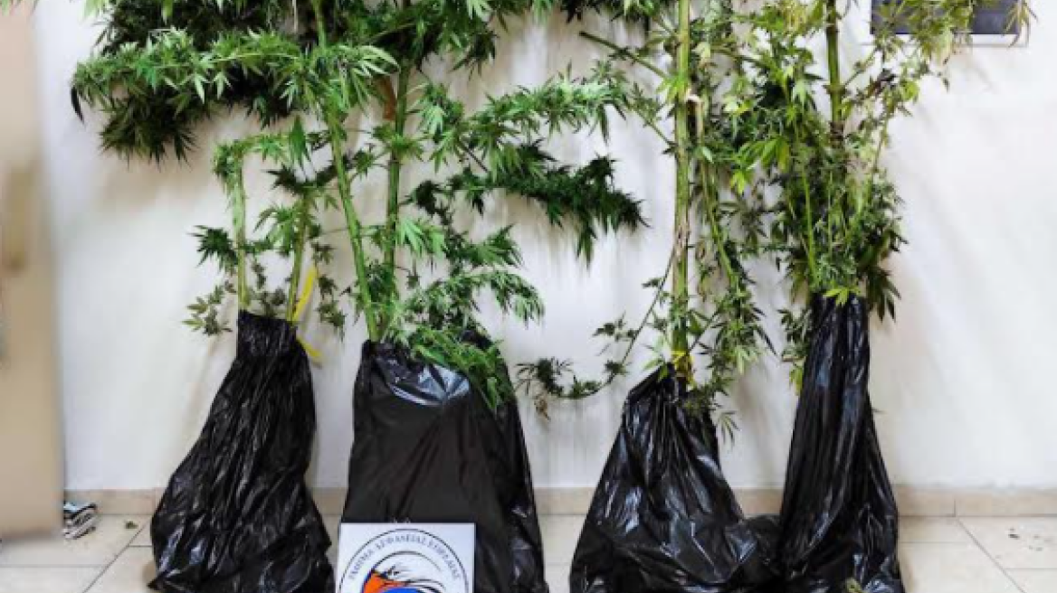 Τρύγησε δυο κιλά κάνναβης από μίνι χασισοφυτεία στην Εορδαία