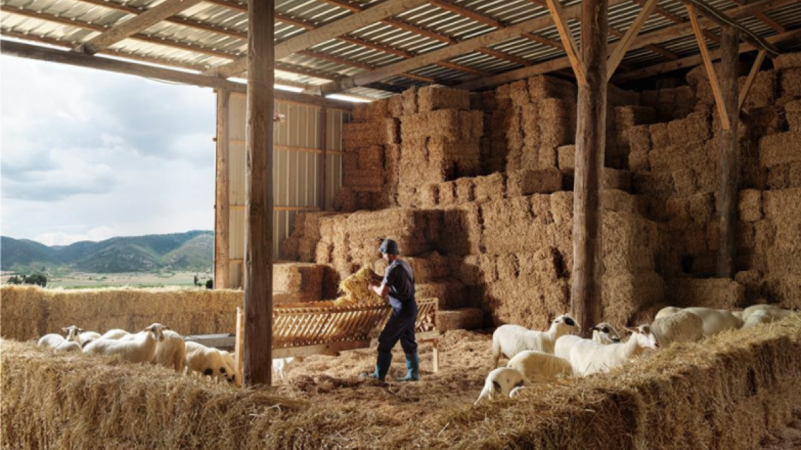 ΟΠΕΚΕΠΕ: Απογραφή αιγοπροβάτων από 1η Νοεμβρίου - Διαβάστε τη διαδικασία