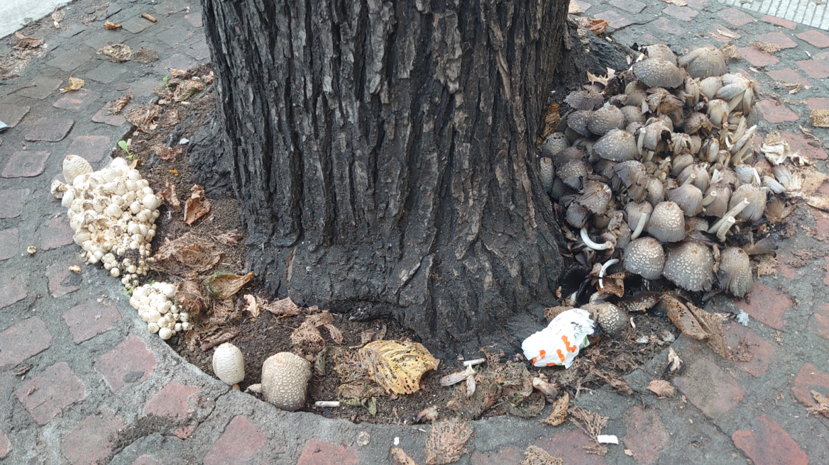 Μανιτάρια παντού στο κέντρο της Θεσσαλονίκης