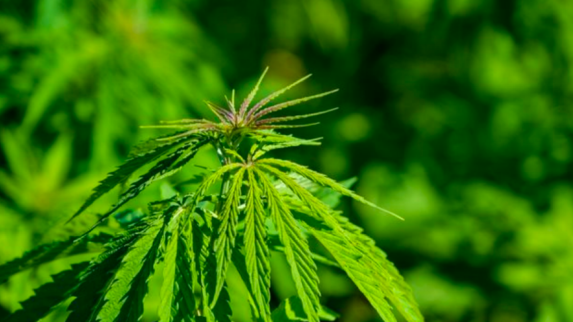 Η Μάλτα νομιμοποιεί την καλλιέργεια και κατοχή κάνναβης για προσωπική χρήση