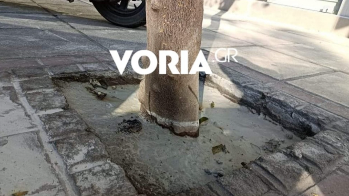 Άγνωστοι έριξαν τσιμέντο στις ρίζες δέντρων στη Θεσσαλονίκη