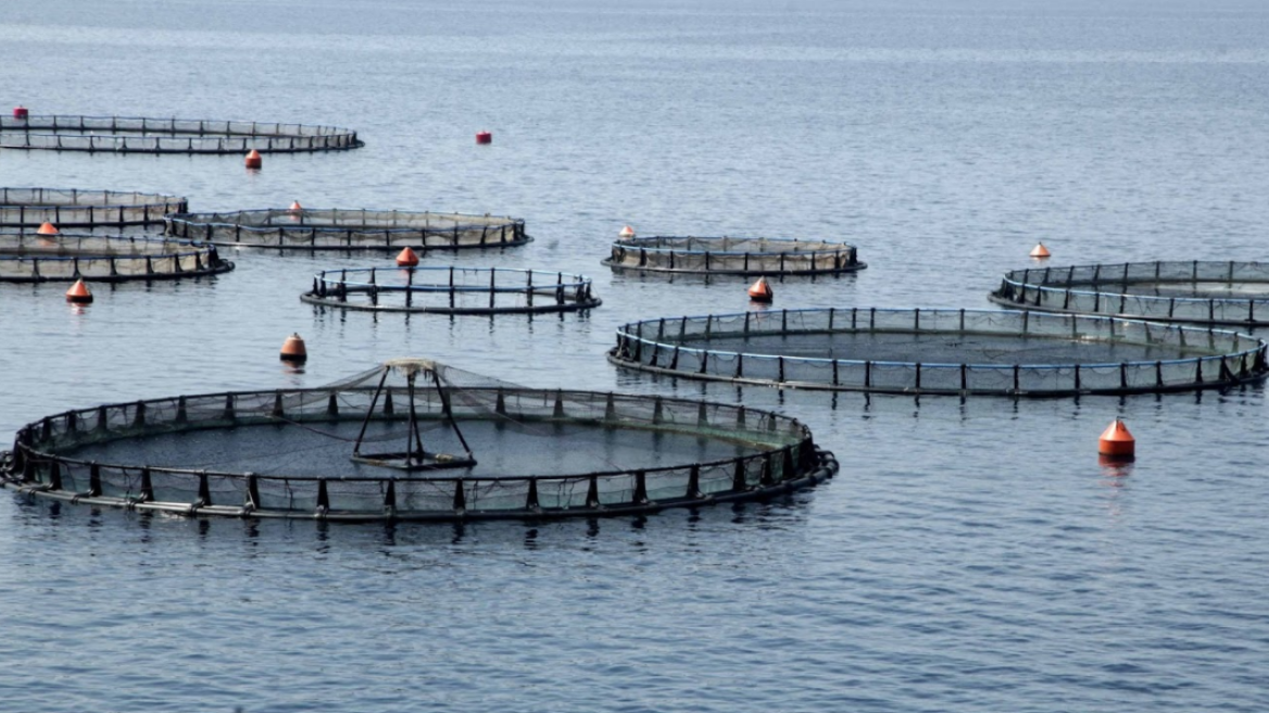 Λαθραλιείς έκλεψαν μισό τόνο ψάρια από ιχθυοτροφείο στον Αστακό