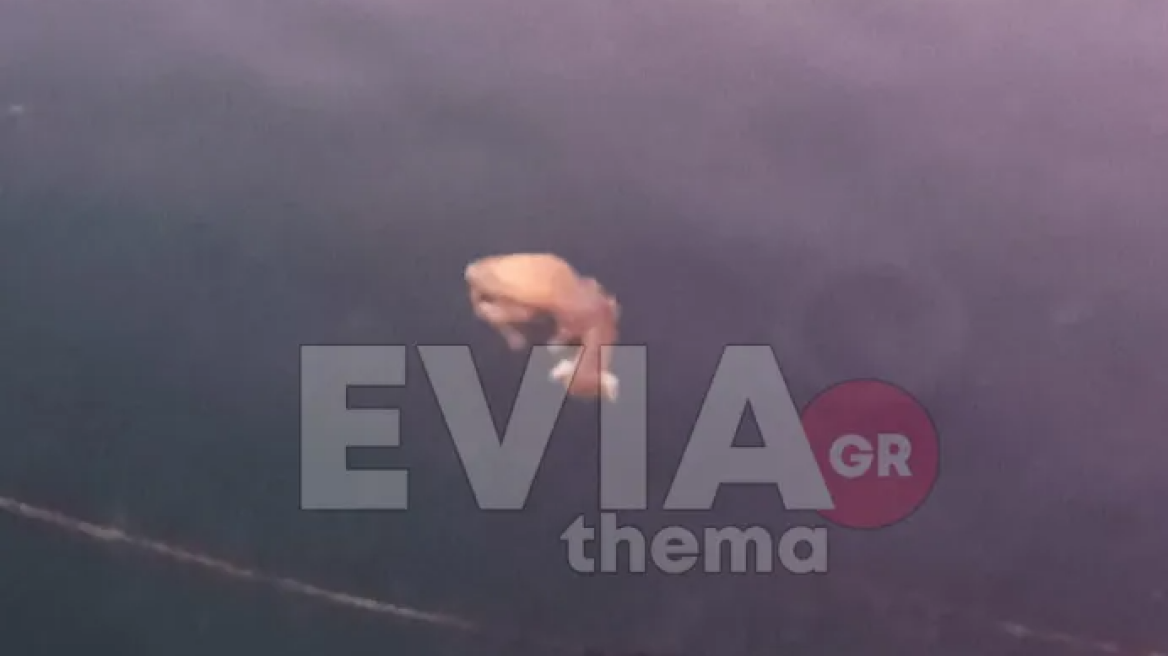 Κάρυστος: Πέταξαν νεογέννητο κατσικάκι στη θάλασσα και το άφησαν να πνιγεί!