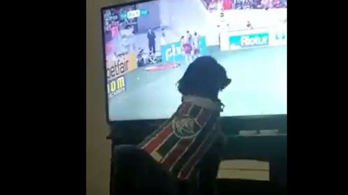 Σκύλος οπαδός της Φλουμινένσε πανηγύρισε  γκολ κόντρα στην Φλαμένγκο και έγινε viral - Δείτε βίντεο