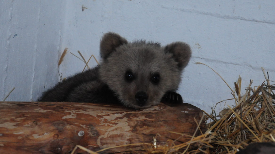 Φλώρινα: Ο Θωμάς, ένα αξιολάτρευτο... αρκουδάκι βρέθηκε να περιπλανιέται χωρίς τη μητέρα του (φωτογραφίες)