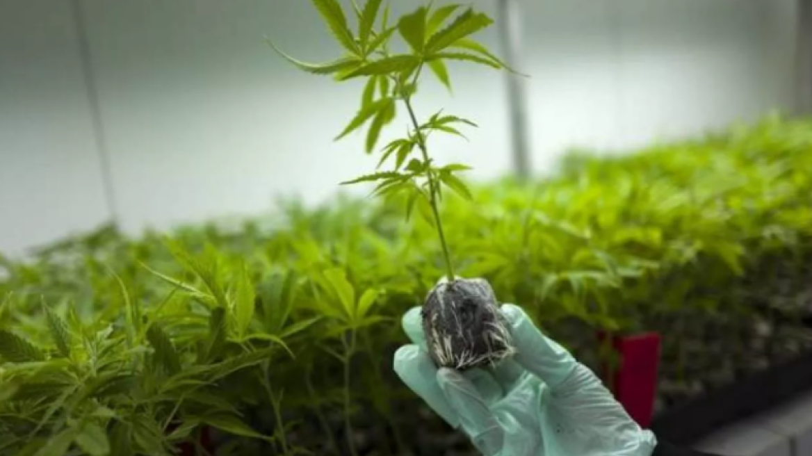 Ποια χώρα μοιράζει στους πολίτες 1 εκατ. δενδρύλλια κάνναβης