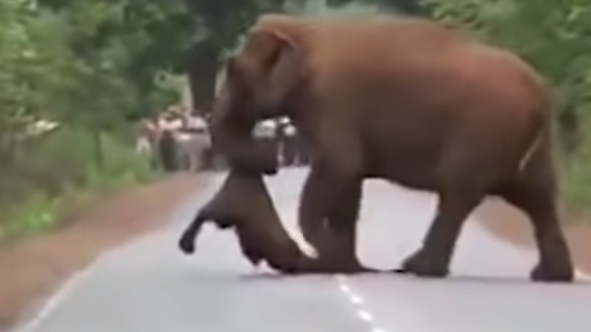 Και οι ελέφαντες θρηνούν τους νεκρούς τους - Δείτε τα σπαρακτικά βίντεο