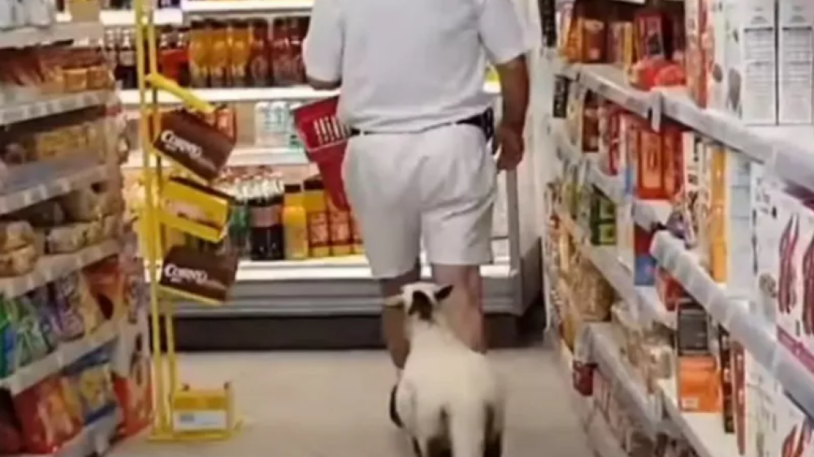 Μήλος: Viral το πρόβατο που πηγαίνει για ψώνια σε σούπερ μάρκετ με τον ιδιοκτήτη του