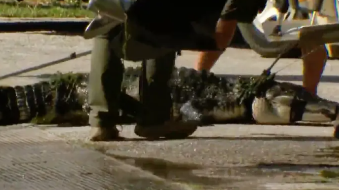 Ευθανασία για αλιγάτορα που πιθανόν να ευθύνεται για τον θάνατο άνδρα στη Φλόριντα