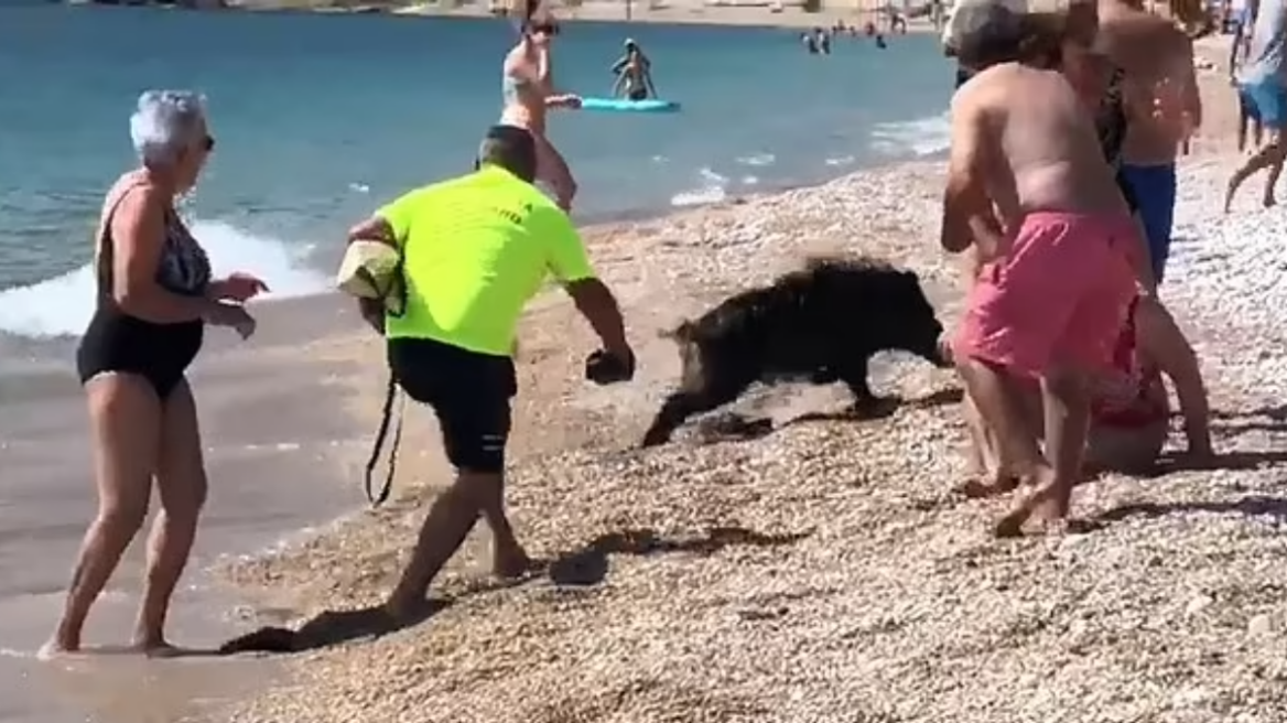 Ισπανία: Αγριογούρουνο δάγκωσε γυναίκα που έκανε ηλιοθεραπεία στην Κόστα ντελ Σολ