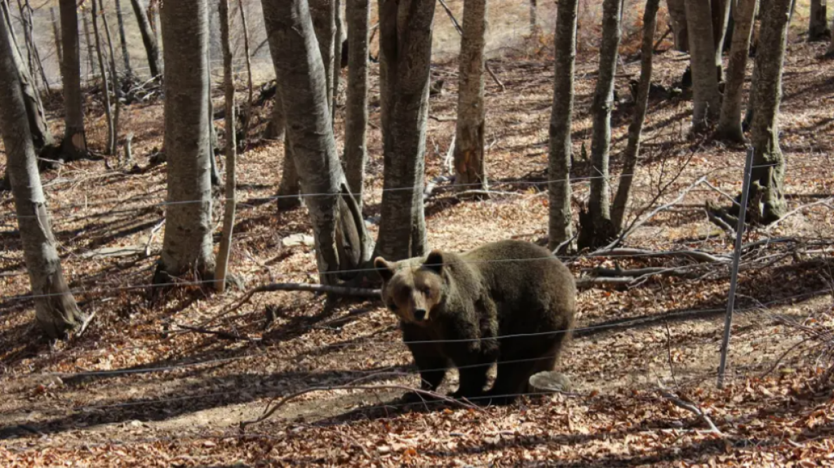 Τρίκαλα: Νεκρή εντοπίστηκε αρκούδα - Δείτε τις φωτογραφίες