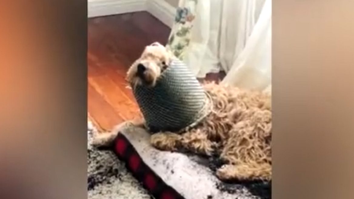 Βίντεο: Σκυλάκος κολλημένος σε μια... γλάστρα και με ύφος «μην κοιτάτε εμένα» αρνείται ότι έκανε αταξίες