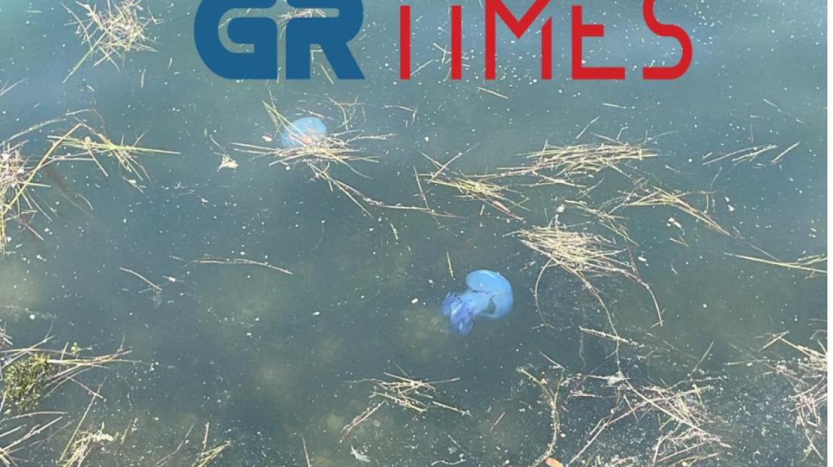 Βίντεο: Γαλάζιες μέδουσες κολυμπούν στα ρηχά των νερών του Θερμαϊκού 