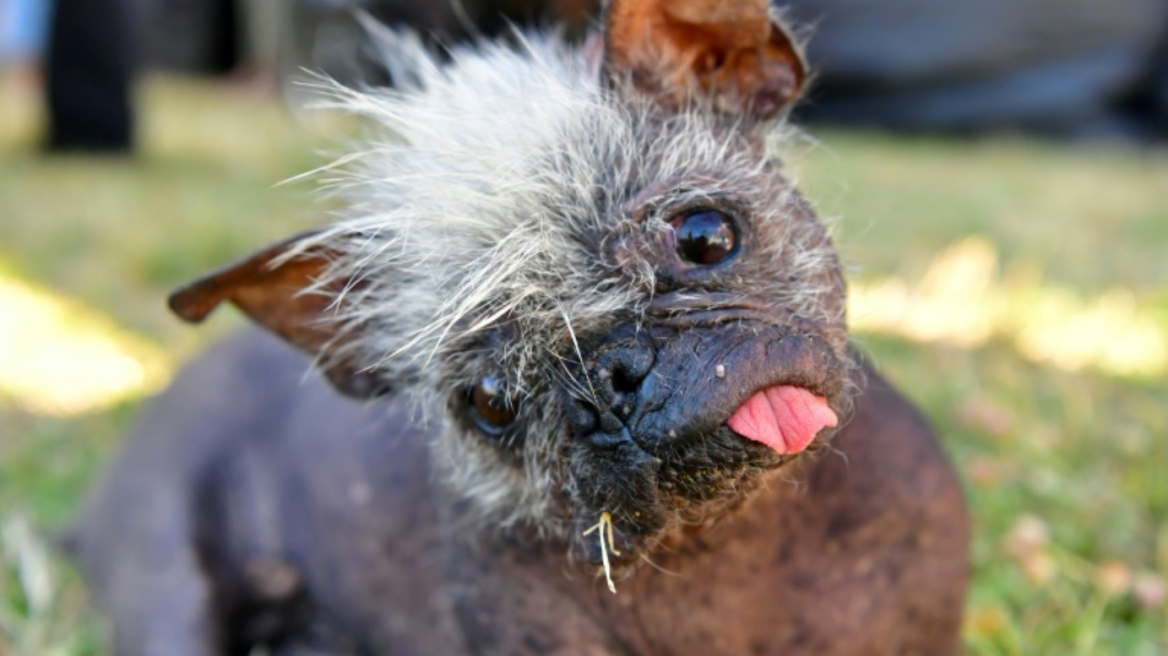 ΗΠΑ: Αυτός είναι ο «Happy Face», κέρδισε το βραβείο του πιο... άσχημου σκύλου για το 2022