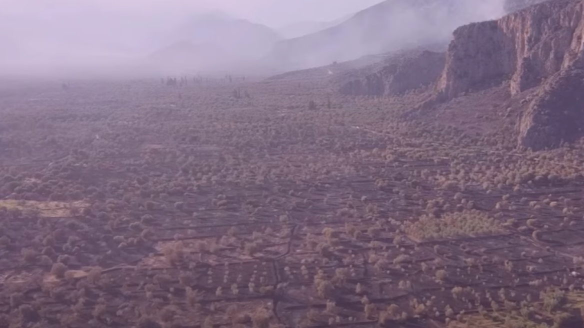Βίντεο από drone δείχνει την καταστροφή από τη μεγάλη πυρκαγιά στον Παραδοσιακό Ελαιώνα Άμφισσας
