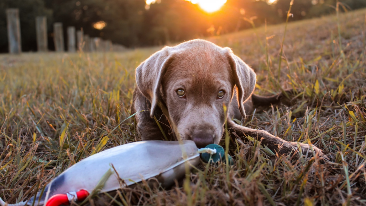 Μυστηριώδης ασθένεια σκοτώνει δεκάδες κουτάβια στο Μίσιγκαν