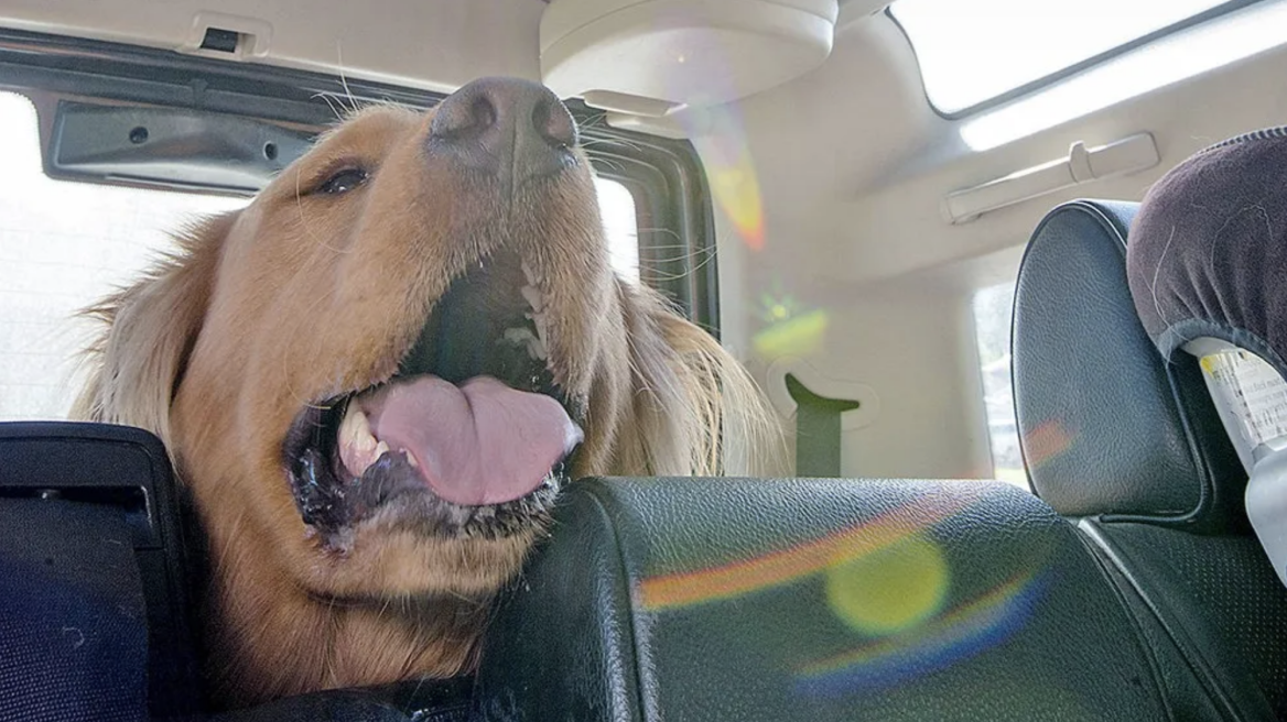 Κατοικίδια: Σπάστε το τζάμι του αυτοκινήτου για να το σώσετε 