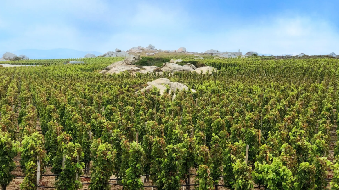 3 κορυφαία οινοποιεία στην Τήνο