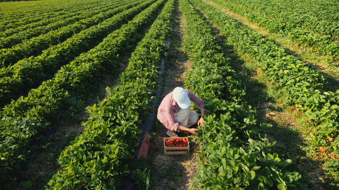 Επιδόματα: Καταβάλλεται η ενίσχυση σε τρίτεκνες και πολύτεκνες αγρότισσες μητέρες