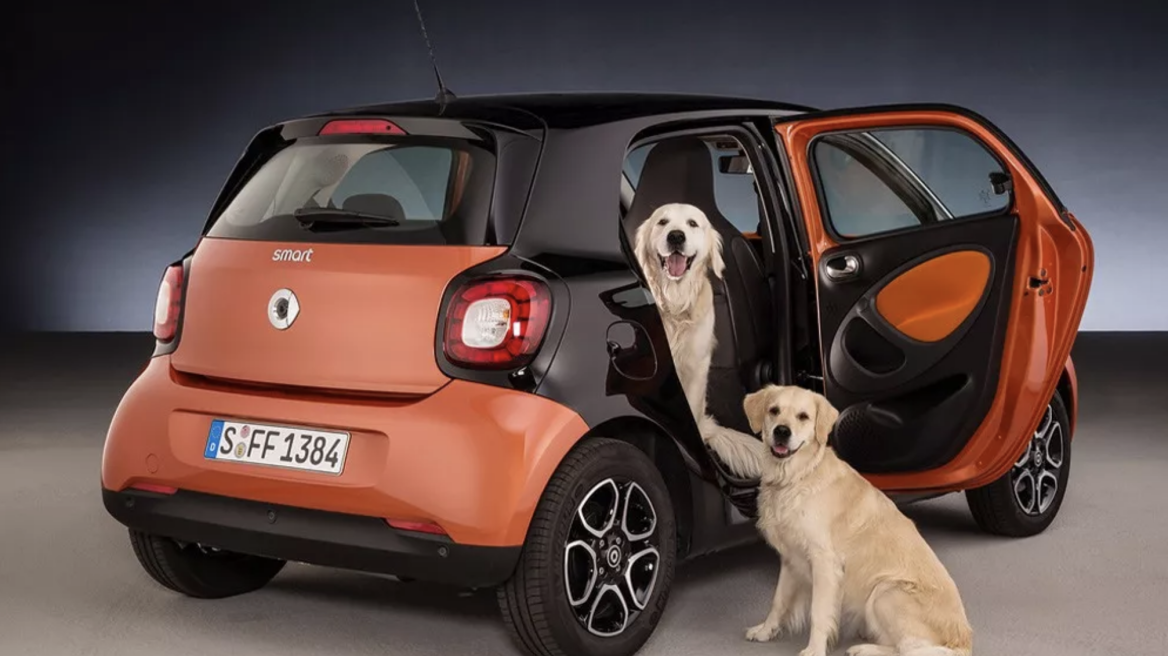 Σκύλος και αυτοκίνητο: Όλα όσα πρέπει να γνωρίζετε