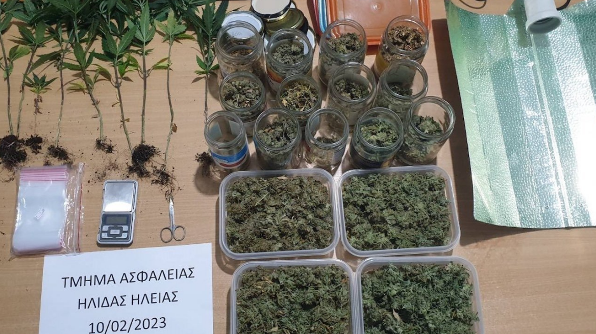 Φυτώριο με χασισόδεντρα και μισό κιλό κάνναβης στην Ηλεία