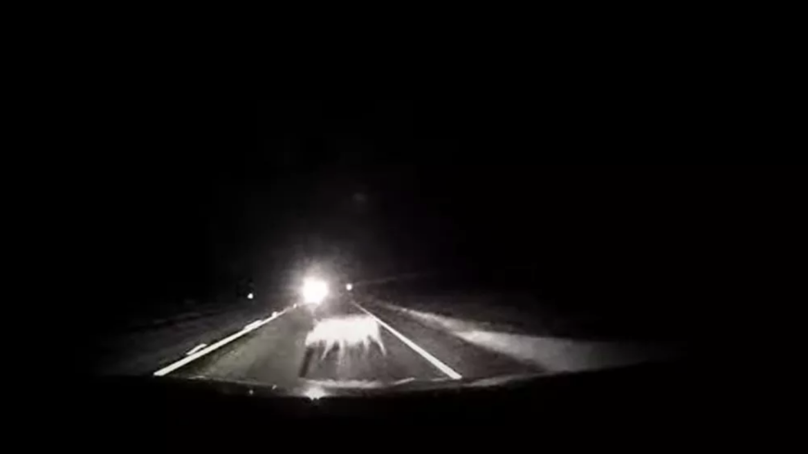 Video-σοκ από σφοδρή σύγκρουση με αγριογούρουνο