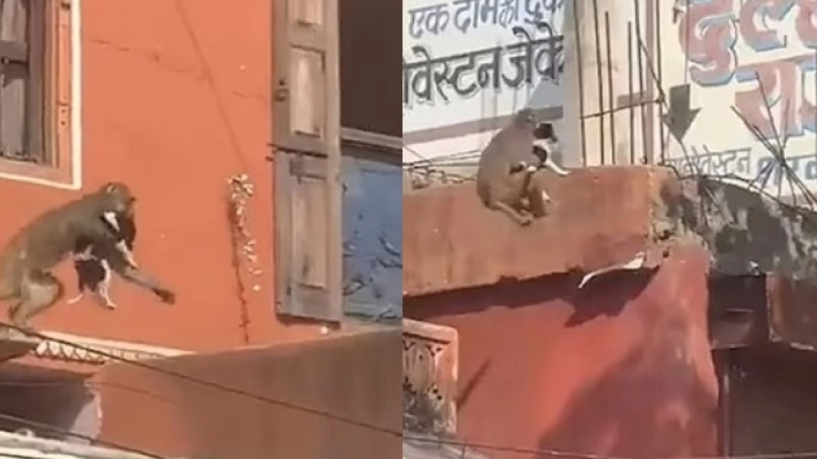 H στιγμή που μαϊμού «απαγάγει» ένα σκύλο (vid)