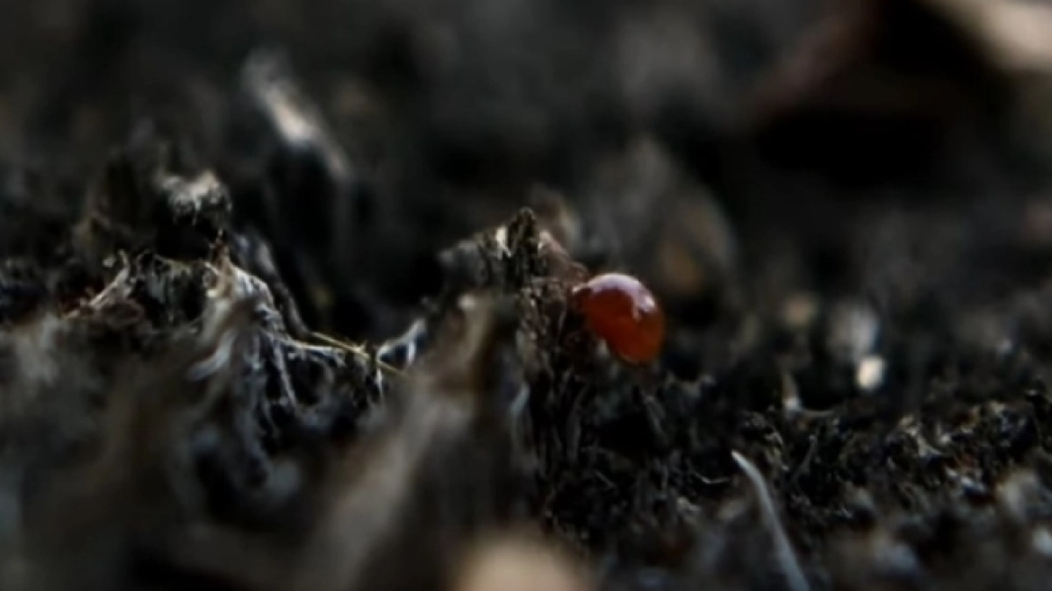 Το πιο δυνατό ζώο στον κόσμο: Μπορεί να σηκώσει 1.180 φορές το βάρος του (vid)