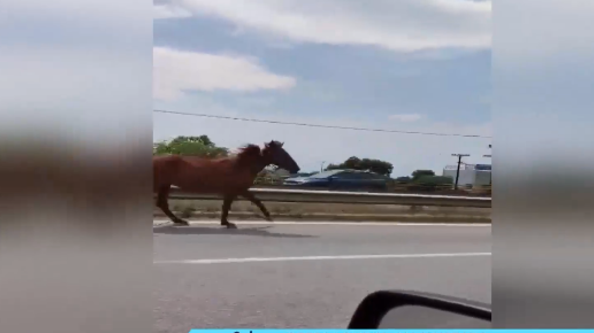 Χαλκιδική: Άλογα βγήκαν στους δρόμους των Νέων Μουδανιών