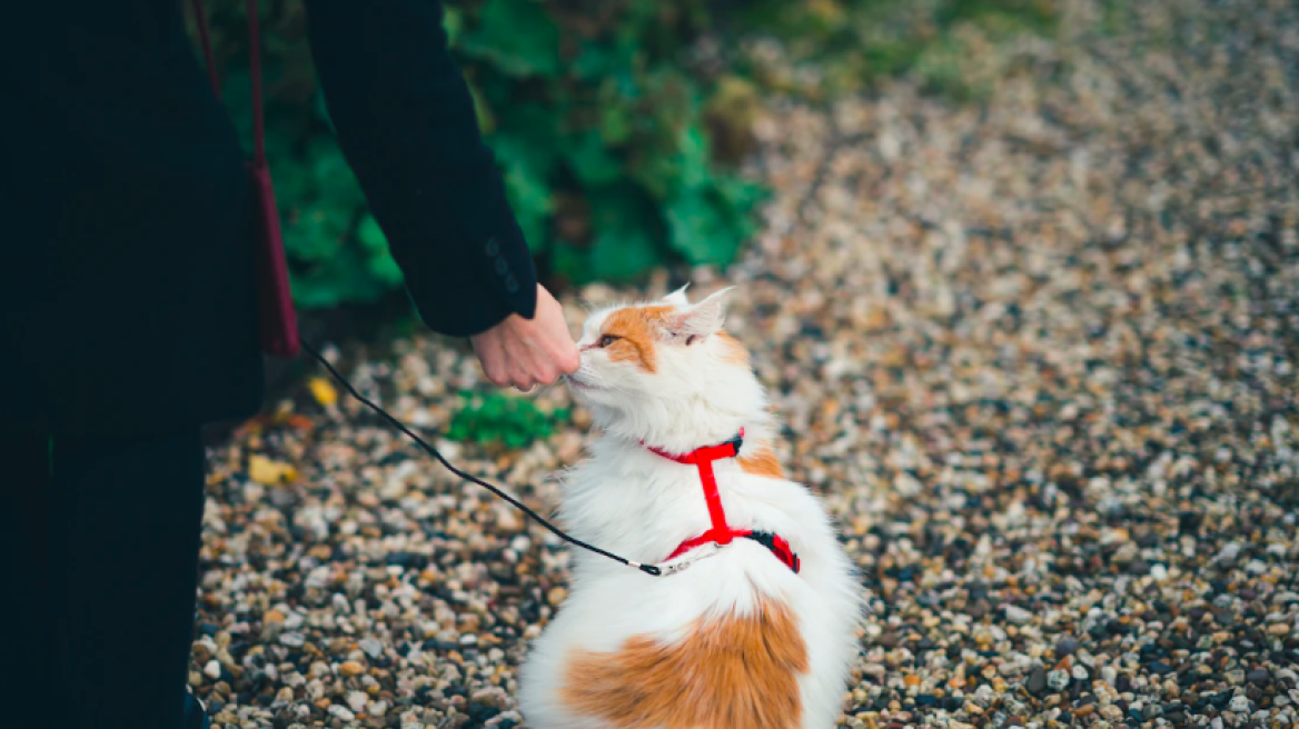 Τα πιο συνηθισμένα λάθη στην εκπαίδευση της γάτας σας