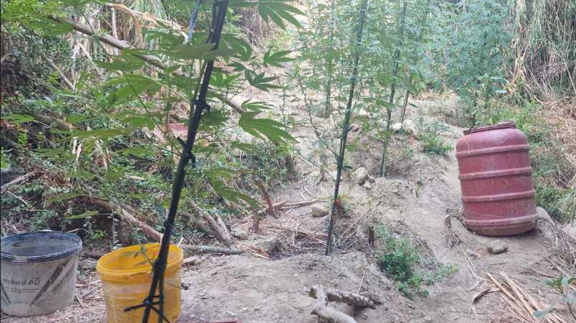 Βρέθηκαν και όπλα σε «οικογενειακή» χασισοφυτεία στην Κρήτη